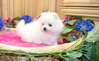 AKC Megalia White Girl - 7+ lbs, a female Pomeranian for sale in Colville, WA – Photo 4 of 10
