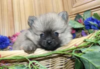AKC Jake - Red Pom Boy - 6lbs, a male Pomeranian for sale in Colville, WA – Photo 6 of 10