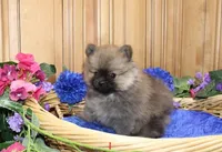 AKC Jake - Red Pom Boy - 6lbs, a male Pomeranian for sale in Colville, WA – Photo 5 of 10