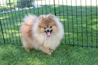 AKC Jake - Red Pom Boy - 6lbs, a male Pomeranian for sale in Colville, WA – Photo 10 of 10