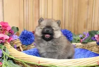 AKC Jake - Red Pom Boy - 6lbs, a male Pomeranian for sale in Colville, WA – Photo 4 of 10