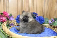 AKC Jake - Red Pom Boy - 6lbs, a male Pomeranian for sale in Colville, WA – Photo 2 of 10