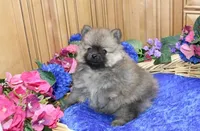 AKC Jake - Red Pom Boy - 6lbs, a male Pomeranian for sale in Colville, WA – Photo 3 of 10