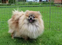 AKC Jake - Red Pom Boy - 6lbs, a male Pomeranian for sale in Colville, WA – Photo 9 of 10