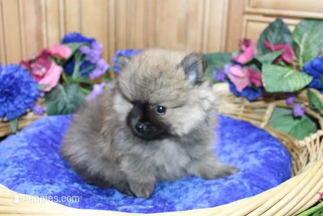AKC Jake - Red Pom Boy - 6lbs