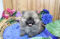 AKC Jake - Red Pom Boy - 6lbs, a male Pomeranian for sale in Colville, WA – Photo 7 of 10