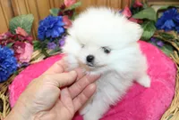 AKC Dalinka - White female Pom - 5 lbs as adult, a female Pomeranian for sale in Colville, WA – 6 of 6