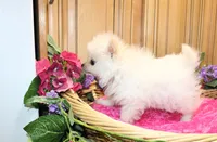 AKC Sasha - White female Pom - 5 lbs as adult, a female Pomeranian for sale in Colville, WA – 6 of 6