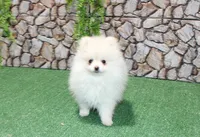 AKC Petunia - White Female - 5.5 pounds, a female Pomeranian for sale in Colville, WA – 2 of 6