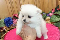 AKC Frolina White female Pomeranian - 5.5 lbs as adult, a female Pomeranian for sale in Evans, WA – 3 of 6