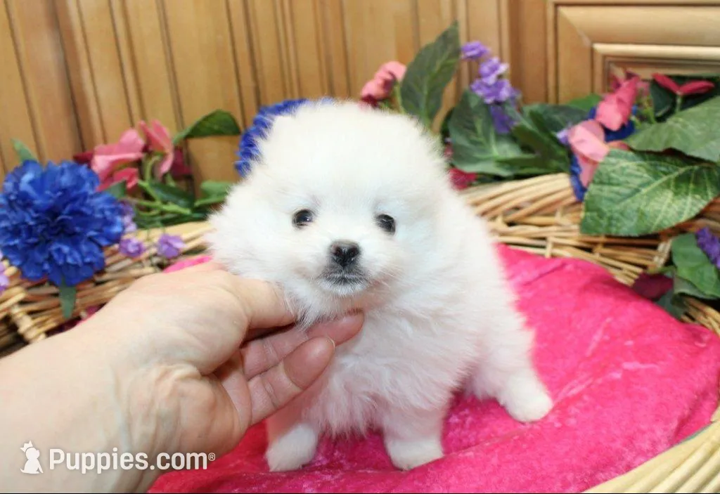 AKC Marshmallow Girl - 4.5 lbs, a female Pomeranian for sale in Colville, WA – Photo 4 of 10