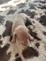 processed/22af7d77-6792-4747-9e87-b3769caae64c/listing/03fa4219-bca0-4ecb-a5e9-2a894b620113/bfe5347f-8445-4d76-b132-d0e76cf22994