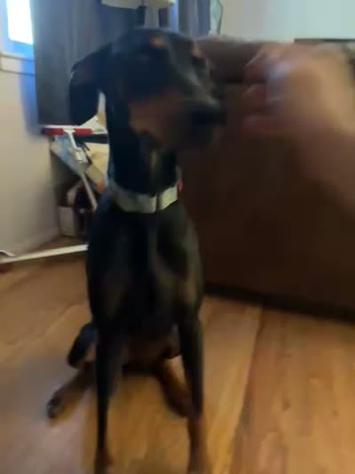 Raven, a female Doberman Pinscher for sale in Fountain, CO – 5 of 5