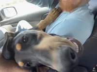 Raven, a female Doberman Pinscher for sale in Fountain, CO – 6 of 6