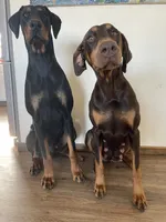 Rolo, a male Doberman Pinscher for sale in Fountain, CO – Photo 6 of 8