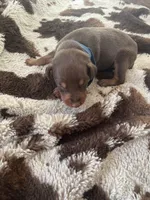 Rolo, a male Doberman Pinscher for sale in Fountain, CO – Photo 3 of 8