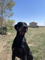 Rolo, a male Doberman Pinscher for sale in Fountain, CO – Photo 4 of 8