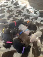 Rolo, a male Doberman Pinscher for sale in Fountain, CO – Photo 8 of 8