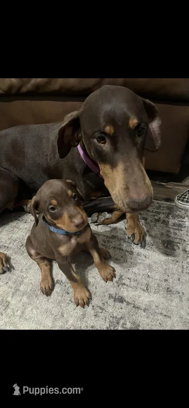 Rolo, a male Doberman Pinscher for sale in Fountain, CO – Photo 1 of 8