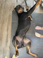 Rolo, a male Doberman Pinscher for sale in Fountain, CO – Photo 7 of 8