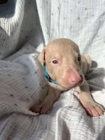 processed/22af7d77-6792-4747-9e87-b3769caae64c/listing/89f35166-c8c3-4d65-9590-4ff28b555418/0cb74478-69c2-4444-97fa-d0ff1cbba7c3