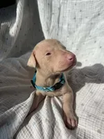 processed/22af7d77-6792-4747-9e87-b3769caae64c/listing/89f35166-c8c3-4d65-9590-4ff28b555418/121a9e68-643e-4944-8490-e9b5b4c88b06