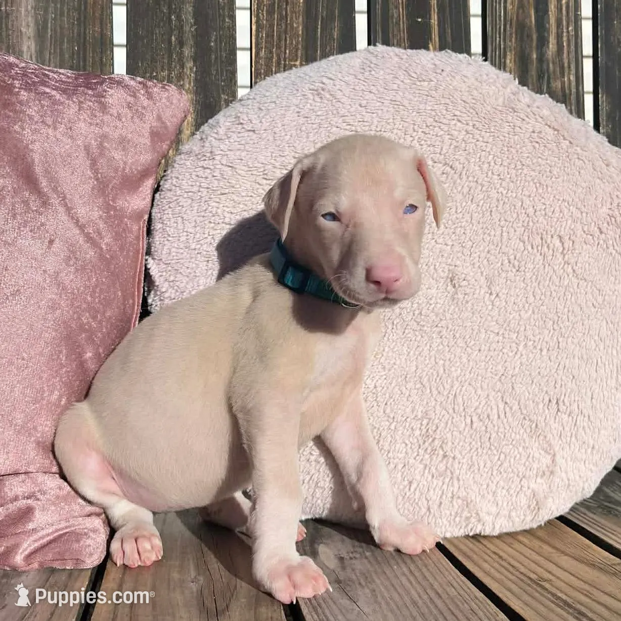 processed/22af7d77-6792-4747-9e87-b3769caae64c/listing/89f35166-c8c3-4d65-9590-4ff28b555418/89df0f1e-366f-4ffd-baf8-c5b14fe40211