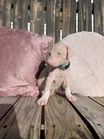 processed/22af7d77-6792-4747-9e87-b3769caae64c/listing/89f35166-c8c3-4d65-9590-4ff28b555418/f23389d1-8131-43d4-893a-b7ffdcd20074