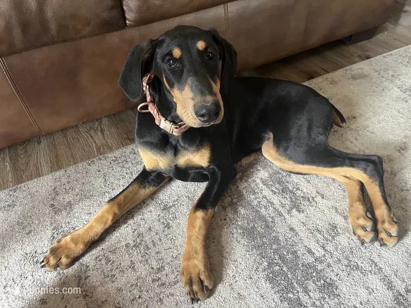 Raven – Doberman Pinscher puppy for sale in Fountain, CO