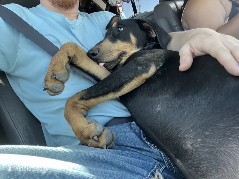 Raven – Doberman Pinscher puppy for sale in Fountain, CO