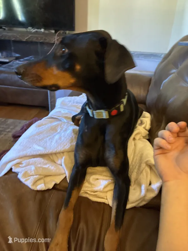 Raven – Doberman Pinscher puppy for sale in Fountain, CO
