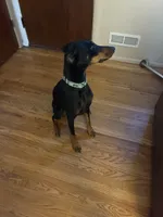 Raven, a female Doberman Pinscher for sale in Fountain, CO – 2 of 5