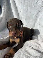 processed/22af7d77-6792-4747-9e87-b3769caae64c/listing/a1285799-60fe-4a35-9862-48ef8b92ab3f/a0559435-ab28-4294-9efe-554e41ac0c4a