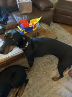 Raven, a female Doberman Pinscher for sale in Fountain, CO – 4 of 5