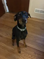 Raven, a female Doberman Pinscher for sale in Fountain, CO – 3 of 5