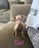 Miniature Pinscher , a female Miniature Pinscher for sale in Rialto, CA – Photo 3 of 5