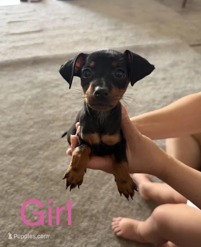 Miniature Pinscher  – Miniature Pinscher puppy for sale in Rialto, CA