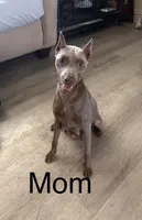 Miniature Pinscher , a female Miniature Pinscher for sale in Rialto, CA – Photo 5 of 5