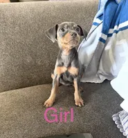 Miniature Pinscher , a female Miniature Pinscher for sale in Rialto, CA – Photo 2 of 5