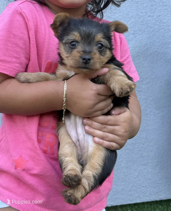 Linda – Yorkshire Terrier puppy for sale in Norwalk, CA