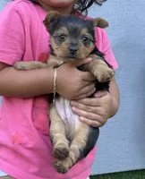 Linda, a female Yorkshire Terrier for sale in Norwalk, CA – 1 of 3