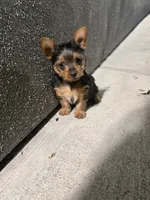 Linda, a female Yorkshire Terrier for sale in Norwalk, CA – 3 of 3