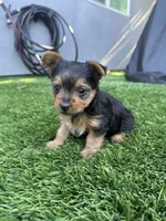 Linda, a female Yorkshire Terrier for sale in Norwalk, CA – 2 of 3