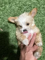 ?, a male Yorkipoo for sale in Norwalk, CA – Photo 2 of 4