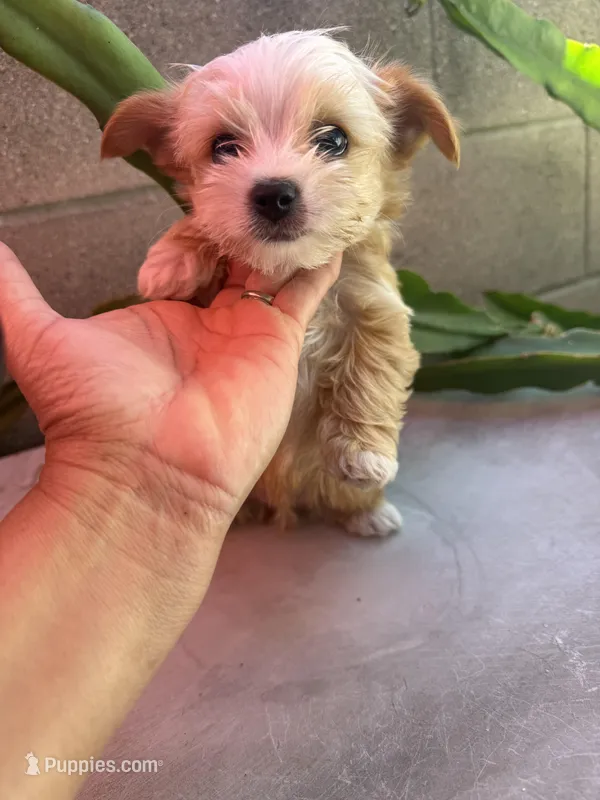 ? – Yorkipoo puppy for sale in Norwalk, CA
