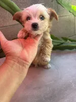 ?, a male Yorkipoo for sale in Norwalk, CA – Photo 1 of 4
