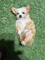 ?, a male Yorkipoo for sale in Norwalk, CA – Photo 4 of 4