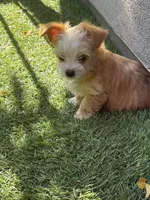 ?, a male Yorkipoo for sale in Norwalk, CA – Photo 3 of 4