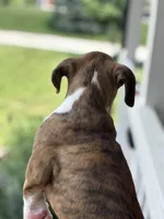 Dagger - AKC, a male Boxer for sale in Rushville, IN – 8 of 10