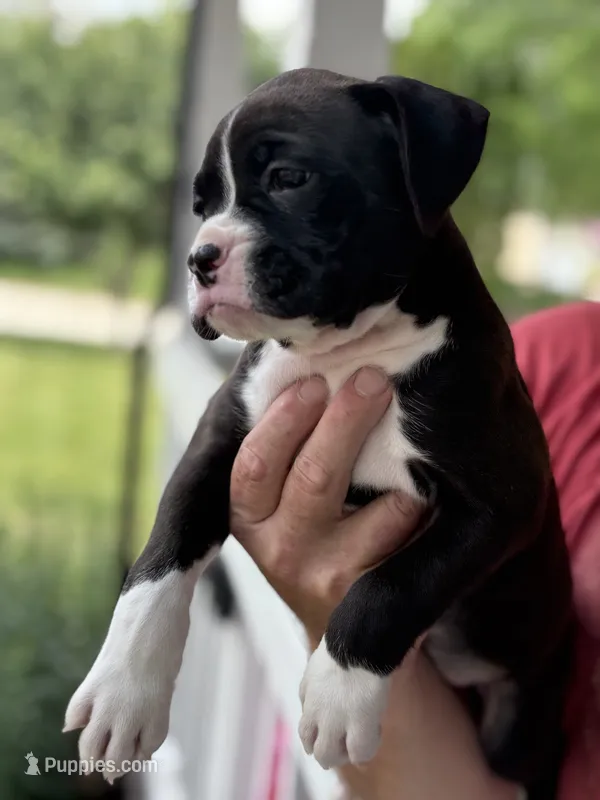 Kinney - AKC – Boxer puppy for sale in Rushville, IN